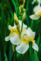 White iris flowers on a background of vegetation close-up