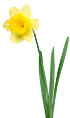 Daffodil isolated on white background