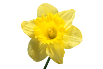 The spring cute yellow daffodils