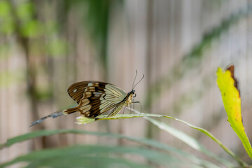 butterfly on a flower