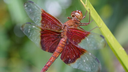 Fototapeta na wymiar Red Grasshawk|Common Parasol Dragonfly|Neurothemis fluctuans|