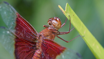 Red Grasshawk|Common ParasolDragonfly|Neurothemis fluctuans|紅脈蝶蜻蛉