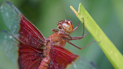 Naklejka premium Red Grasshawk|Common ParasolDragonfly|Neurothemis fluctuans|紅脈蝶蜻蛉