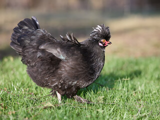 Black Poland chick with white crest free range