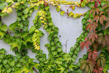 White concrete wall half covered with Parthenocyss tricuspidate Veitchii or Boston ivy, grape ivy, Japanese creeper leaves. Hedera helix, English or European ivy. Plastered wall with decorative grapes