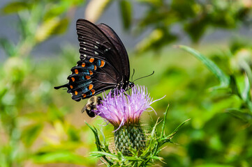Obraz na płótnie Canvas Black Swallowtail Butterfly on Thistle, Shenandoah National Park Virginia USA, Virginia
