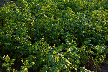 Fototapeta na wymiar potatoes plant grow in vegetables garden harvesting