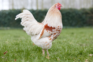 Young white rooster free range in garden