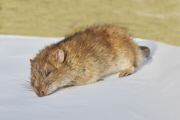 Dead rat isolated on white background