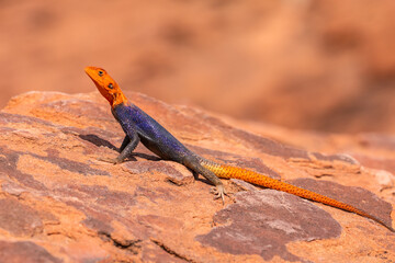 The common agama sits one the stone under the sun. Twyfelfontein, Damaraland, Namibia.