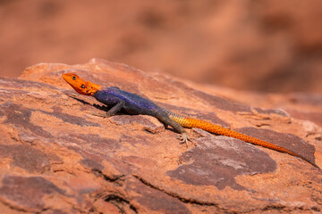 The common agama sits one the stone under the sun. Twyfelfontein, Damaraland, Namibia.