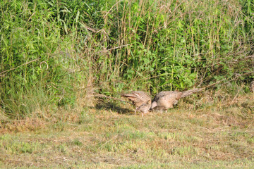 Brown female pheasants and some chicks eating worms in the meadow in the sunlight