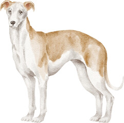 Whippet dog watercolour illustration