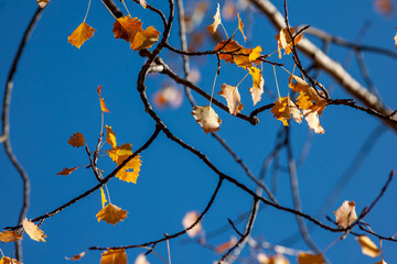 Colorful leaves in october, autumn.