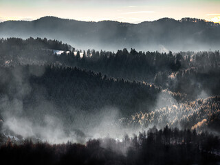 Foggy coniferous forest in the misty mountains, mystical hazy landscape, Bieszczady, Poland