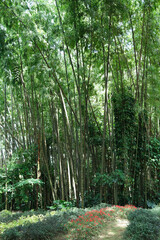 Bamboo trees with ivy inside forest. 