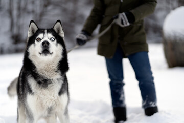 A girl walks with a husky in winter, the dog has a funny expression.