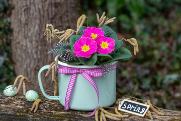 pink Primel im vintage Milchtopf als florale Frühlings-dekoration