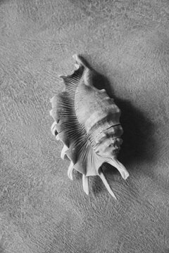 Shell