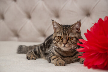 the kitten lies on the bed next to the red flowers