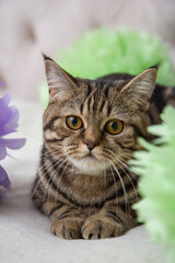 portrait of a cat