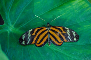 butterfly on a flower