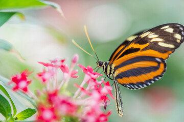 butterfly on a flower