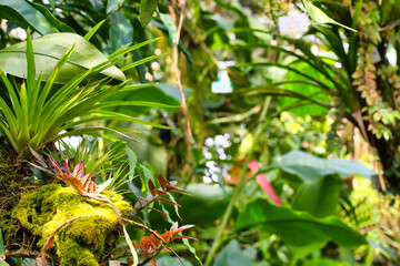 tree in the garden nature landscape
