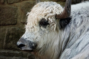 Fototapeta premium close up of a goat , image taken in Hamm Zoo, north germany, europe
