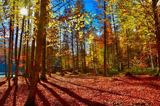 Mischwald in Herbstfarben