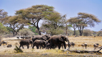 Elefantenherde im Tarangire-Nationalpark in Tansania