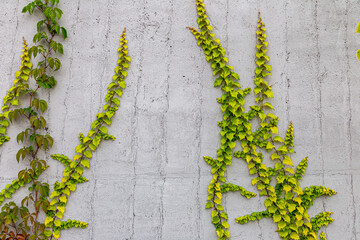 White concrete wall half covered with Parthenocyss tricuspidate Veitchii or Boston ivy, grape ivy, Japanese creeper leaves. Hedera helix, English or European ivy. Plastered wall with decorative grapes