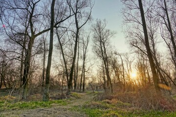 Fototapeta na wymiar morning in the forest image taken in Padova countryside, veneto , italy