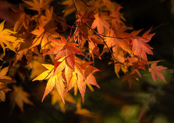J Maple 801 Autumn Leaves - 561328596