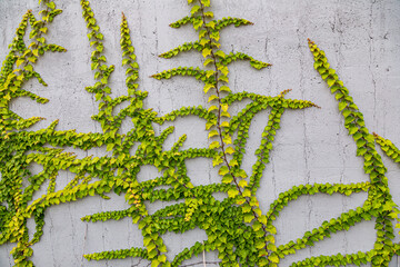 White concrete wall half covered with Parthenocyss tricuspidate Veitchii or Boston ivy, grape ivy,...