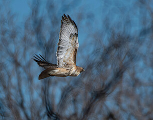 Redtailed hawk showing underwing in flight