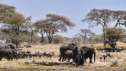 Gnu- und Elefantenherde im Tarangire-Nationalpark in Tansania