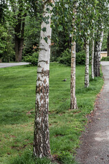 Birch alley and green grass in the city park.