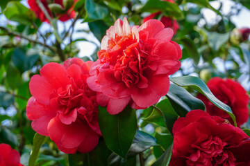 red camellia flowers beginning to bloom in early spring. large flowering bush in park gardens.