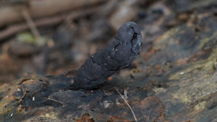 mushroom|dead man's fingers mushroom