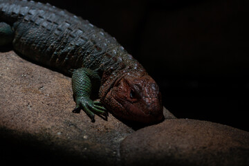 lizard on the rock