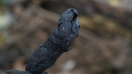 mushroom|dead man's fingers mushroom