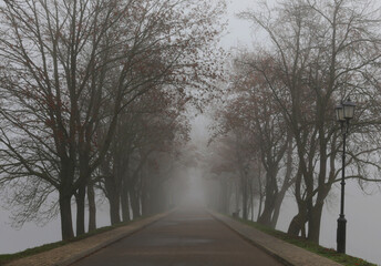 Fototapeta premium Alley with tall trees without leaves during fog.