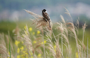 A male reed bunting in the English countryside. 