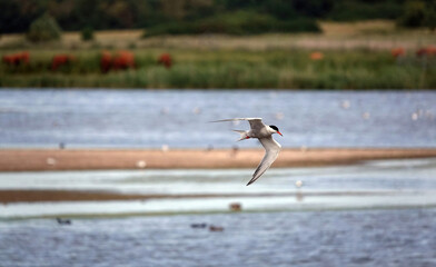 A selective focus image of a common tern, sterna hirundo, in flight over a lake at a nature reserve in the UK. 