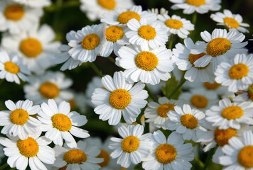 A closeup image of feverfew, tanacetum parthenium, a flowering plant in the daisy family. 