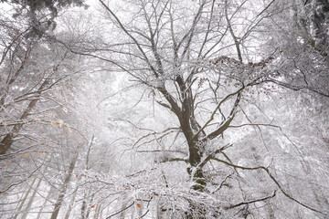 big beech tree in snow and frost
