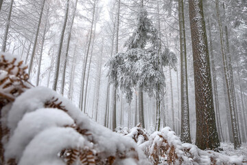 love fir tree in snowy foggy winter forest