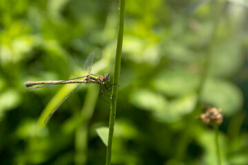dragonfly on leaf