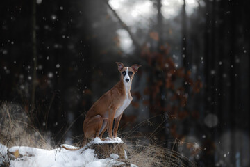 Pies brązowy whippet w ciemnym magicznym lesie  - obrazy, fototapety, plakaty